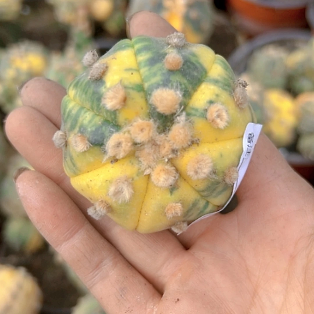 【闪购商品】1921兜锦