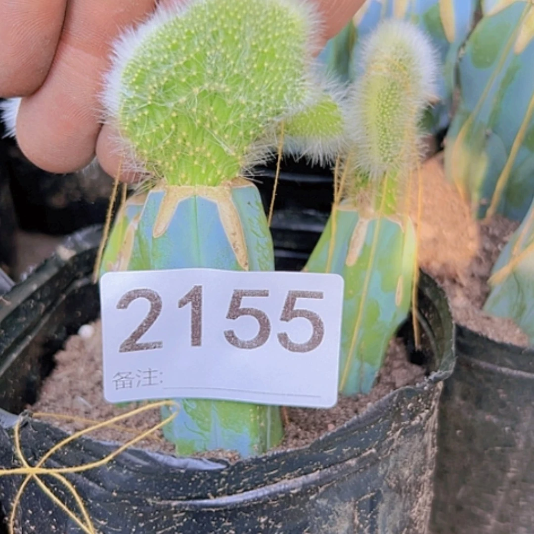 【闪购商品】仙人球2155