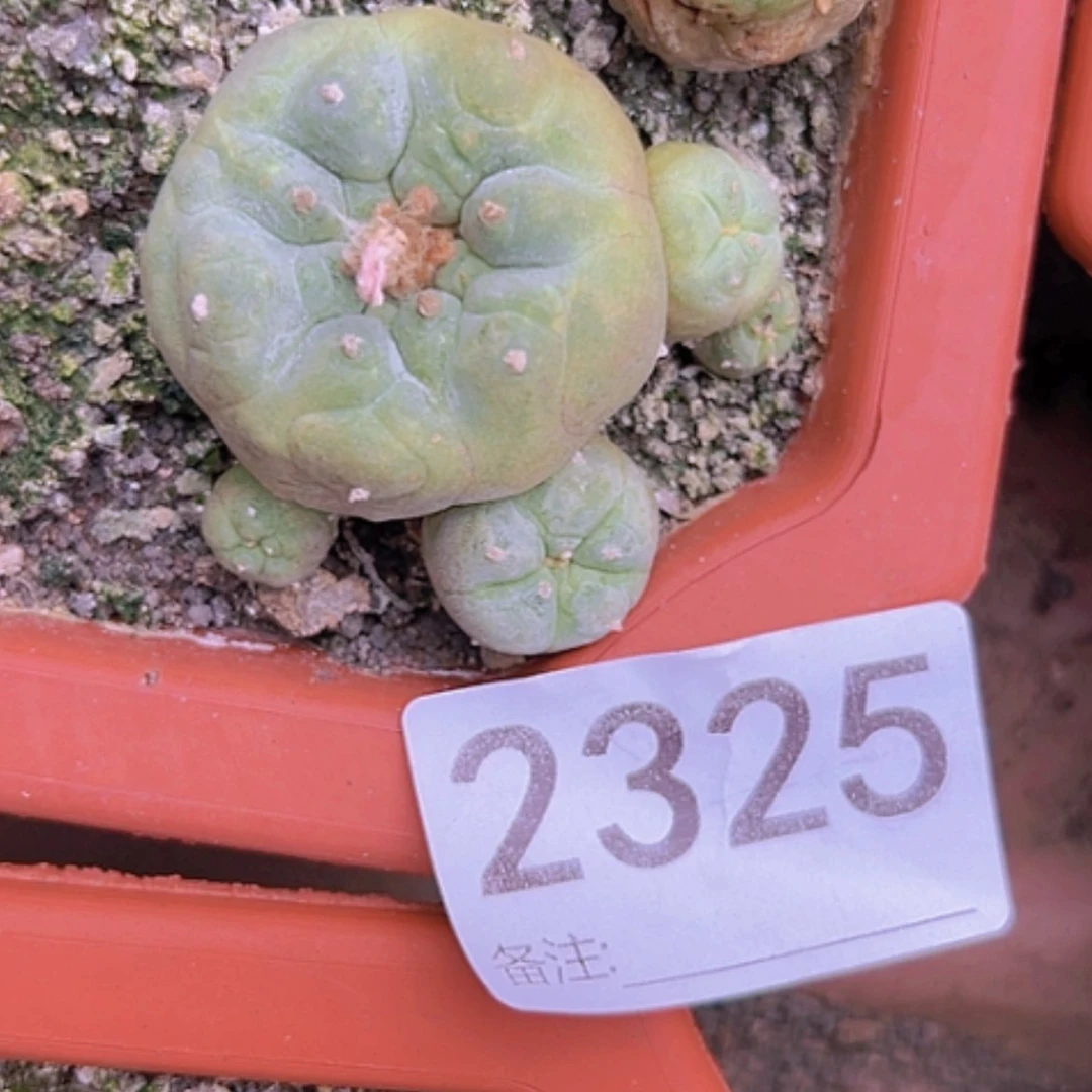 【闪购商品】2325海鲜自根