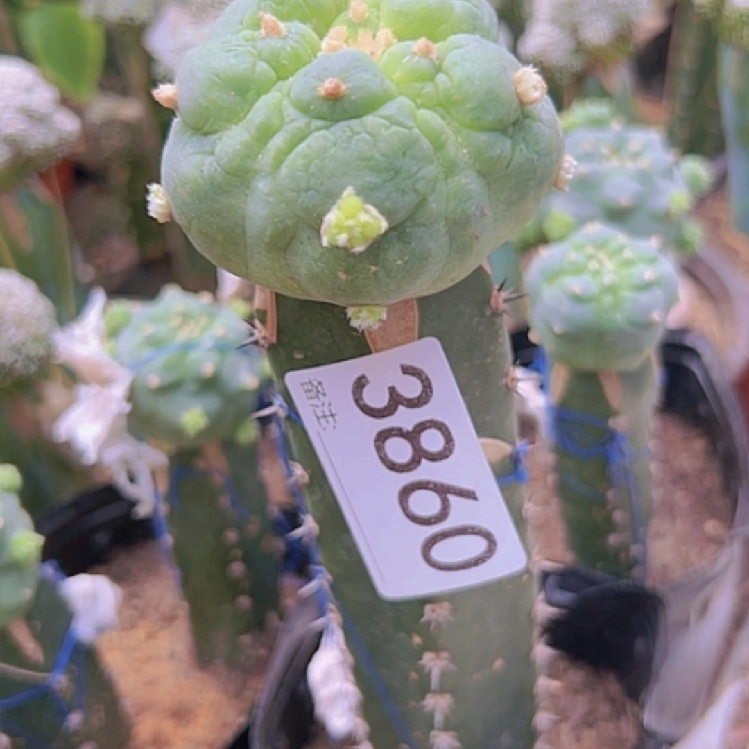 【闪购商品】仙人球古田贝3860