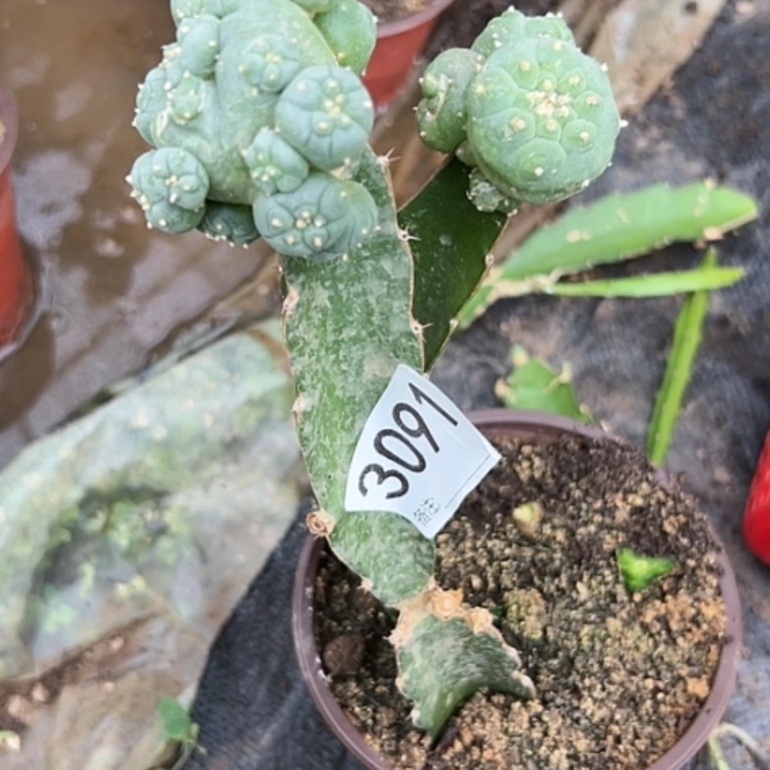 【闪购商品】仙人球苗海鲜两个3091