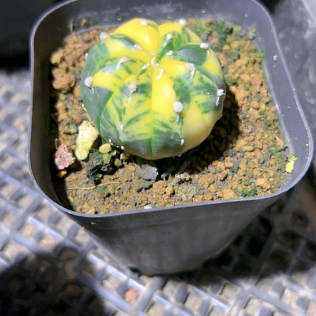 【闪购商品】细**月仙人球兜锦