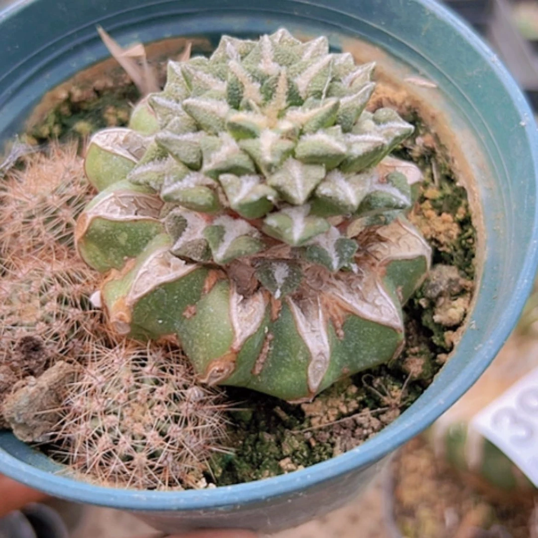 【闪购商品】3910牡丹