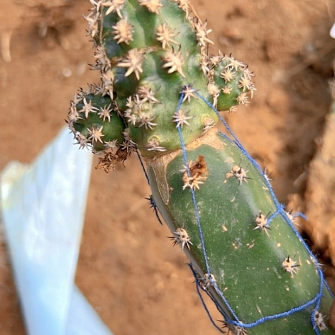 【闪购商品】2070仙人球青花虾