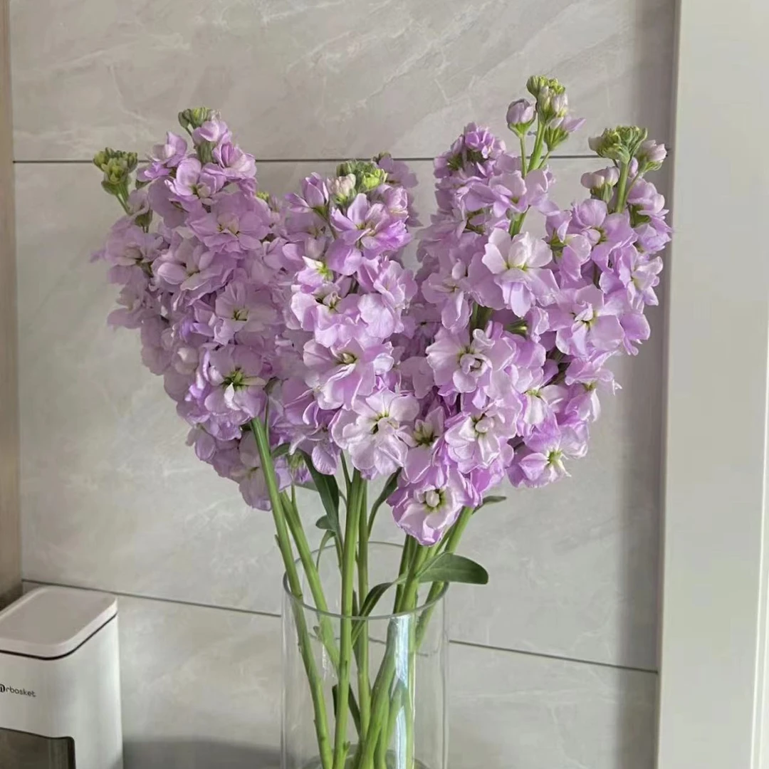 紫罗兰香气十足白紫粉色十枝