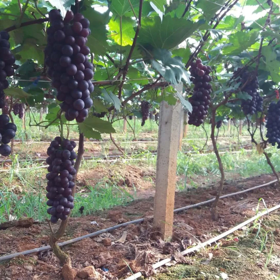 【现摘现发】夏黑葡萄