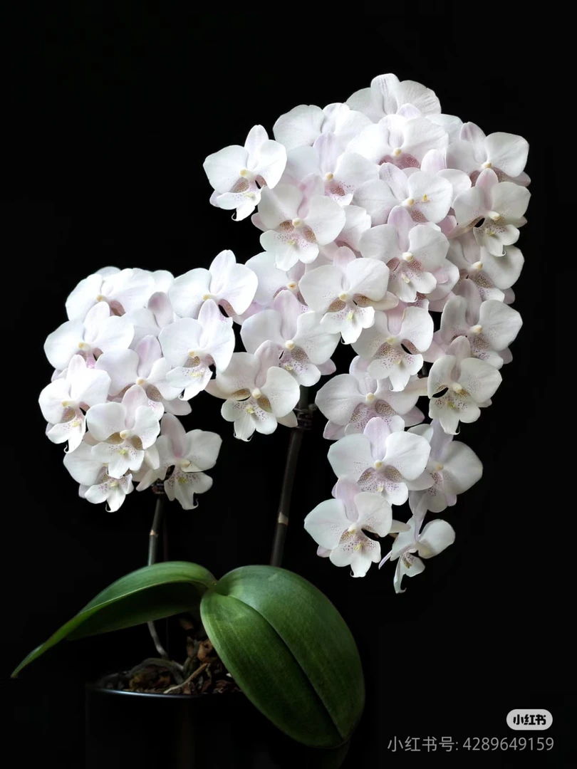 【雪花大舌头】3.0寸蝴蝶兰带花发货