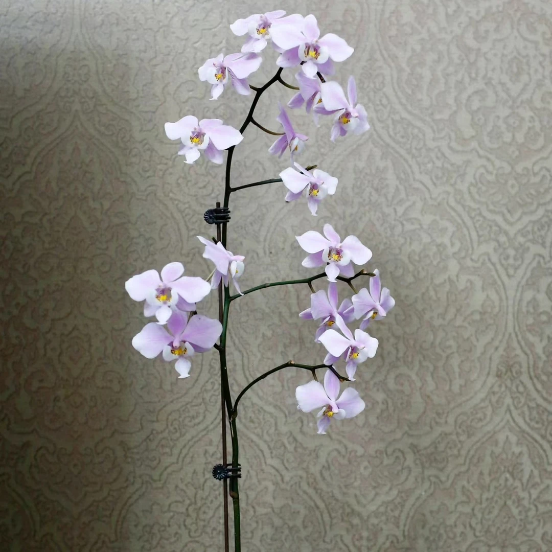 【西雷利】蝴蝶兰  3.5寸根系非常好   苗发货