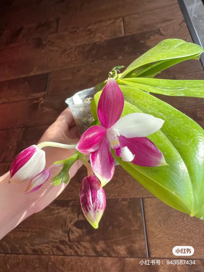 【飞鹰交红熊猫】3.0寸原生蝴蝶兰（苗发货）