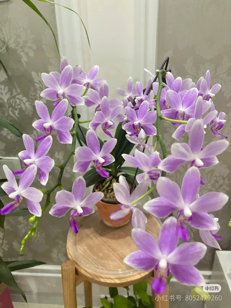 【蓝精灵】2.8寸蝴蝶兰带花发货