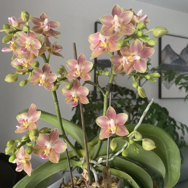 【迷迭香】2.8寸蝴蝶兰(带花发货)