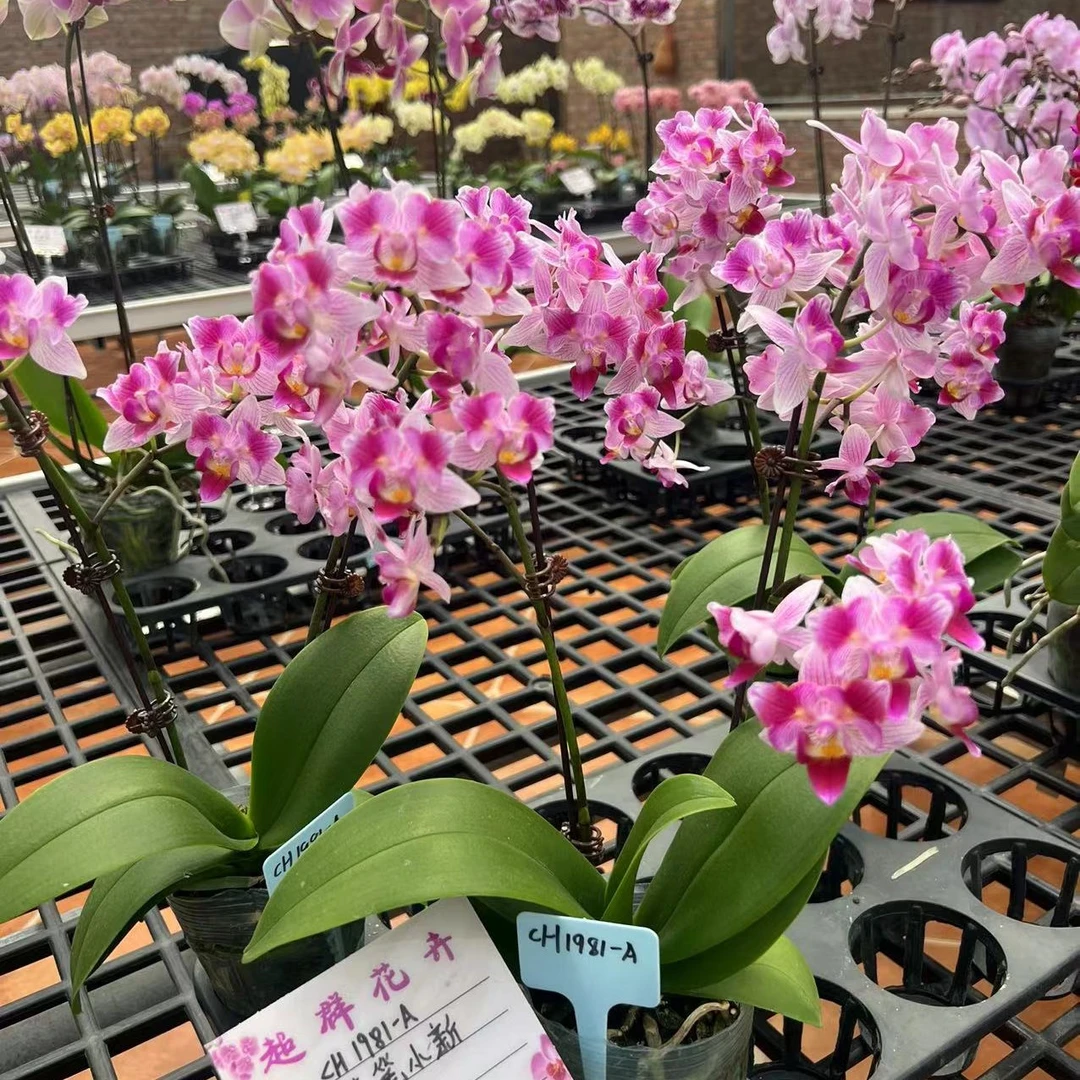 【蜡笔小新】3.0寸杯蝴蝶兰苗发货