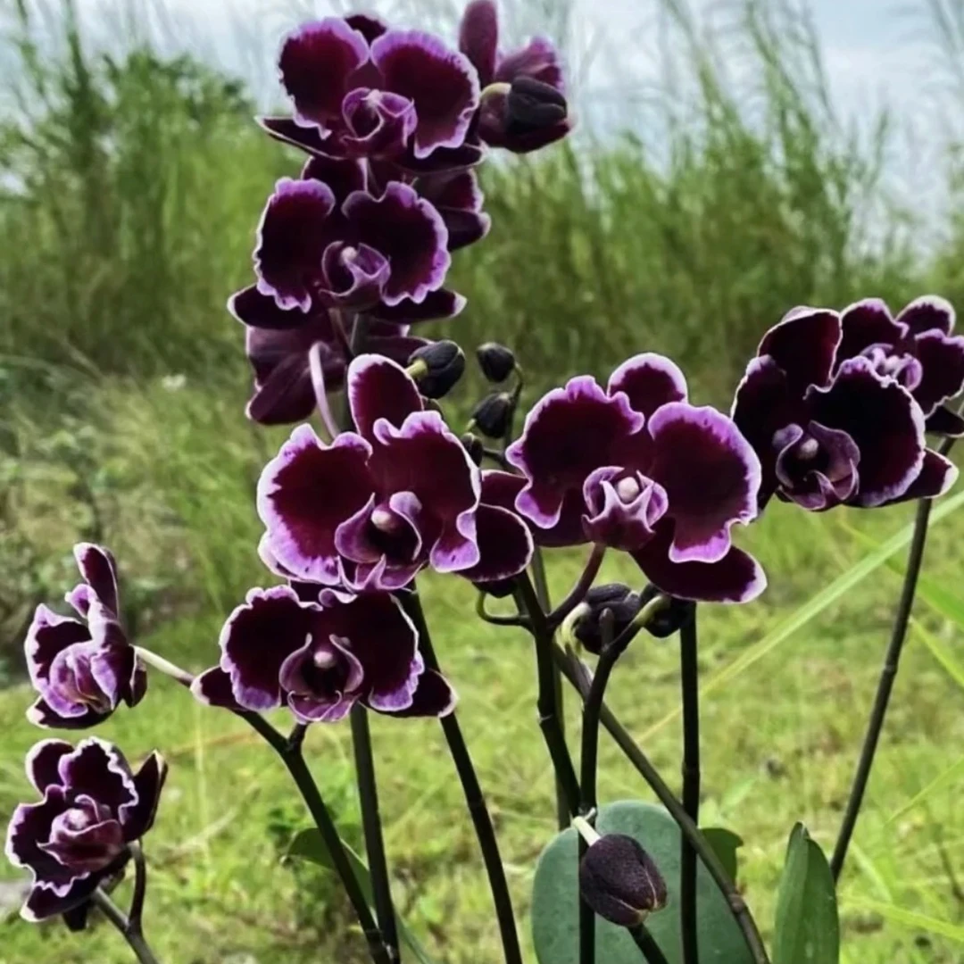 【拉丁舞裙】3.0寸苗蝴蝶兰基地直发