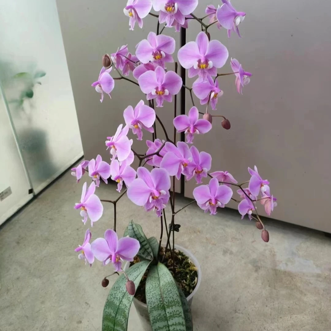 瑕疵【M405】西蕾利苗发货【叶损发货】