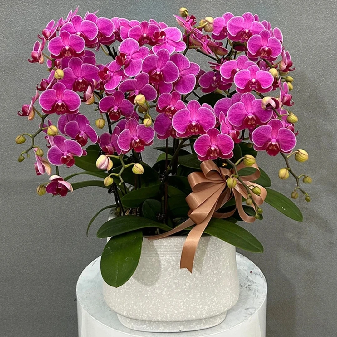 【梦叶萝莉】3.5寸杯蝴蝶兰带花发货