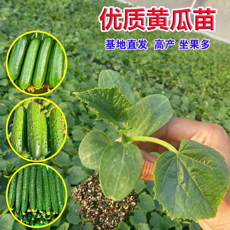 黄瓜苗菜园黄瓜秧苗盆栽地栽精选黄瓜秧苗早熟易成活密刺黄瓜秧苗