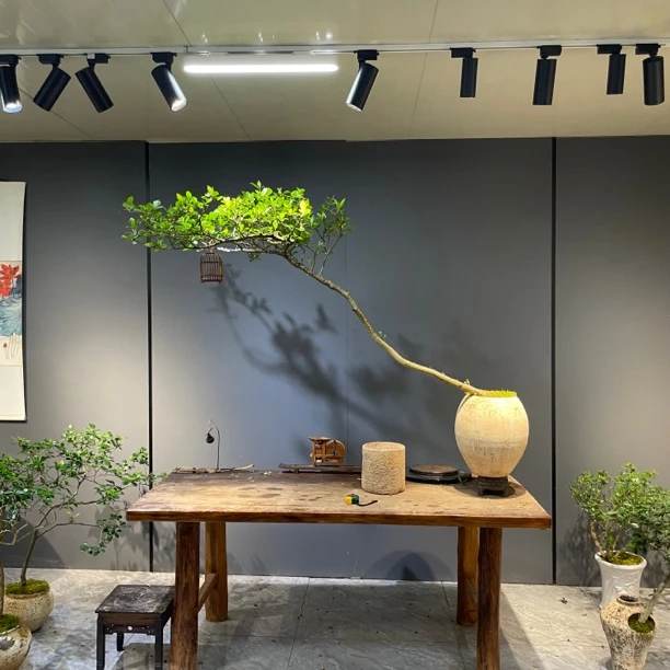 良田｜海岛左飘意境海岛栀子花