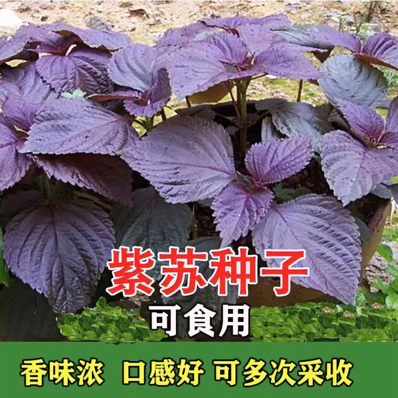 紫苏种子四季补钙菜农家蔬菜盆栽地栽【拍2发3】