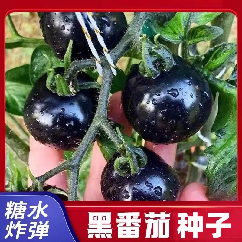 【拍2发3】黑宝石小番茄种子黑珍珠小番茄四季可种阳台盆栽蔬菜种子