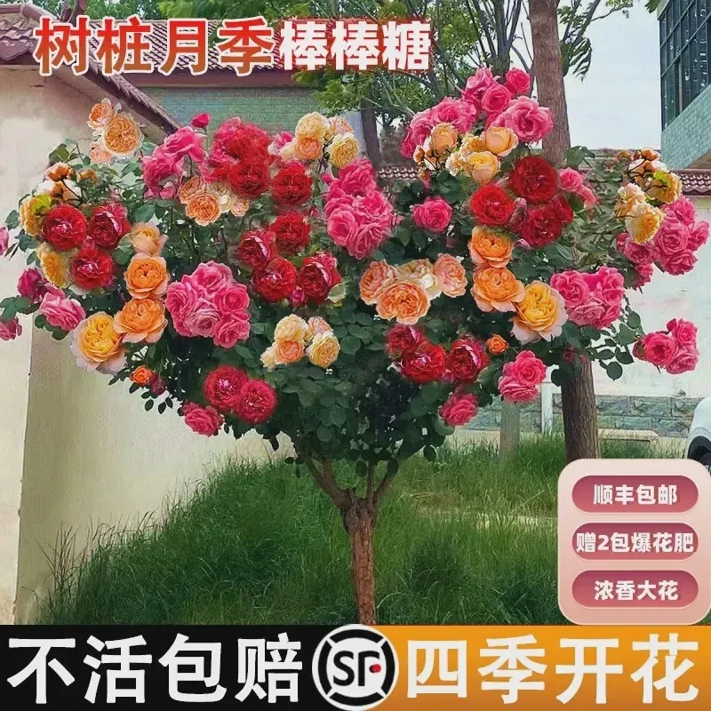 【满头花苞】棒棒糖露色露花苞月季欧月嫁接阳台庭院耐寒耐热