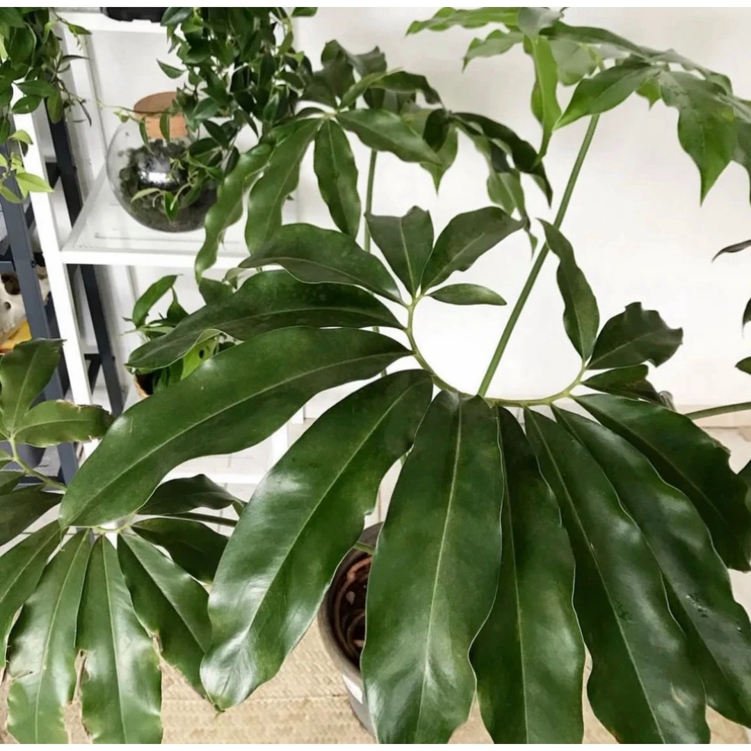 印第安羽毛 蔓绿绒 五子登科 耐阴耐热网红观叶北欧风绿植