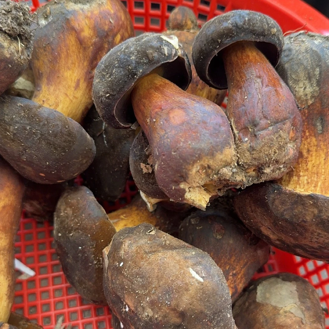 云南大山里的黑牛肝菌菇