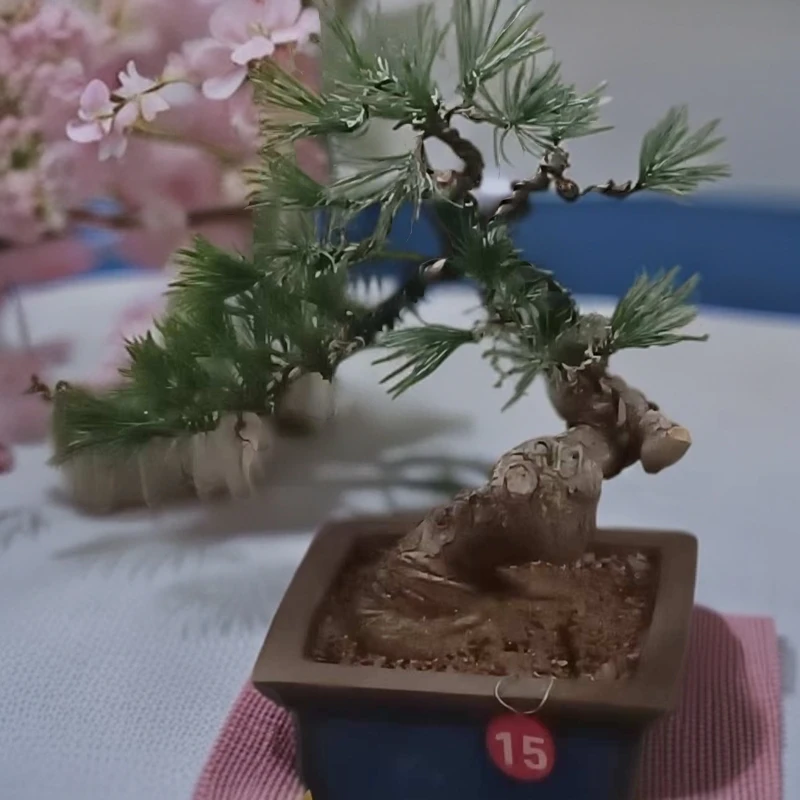 长期精品室内黑松老桩(直播间拍品链接不可直拍)