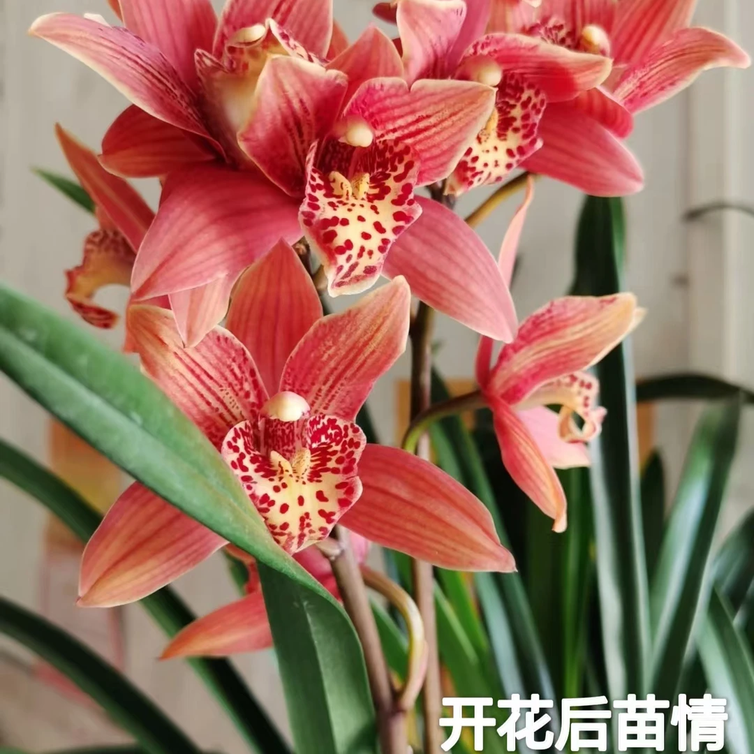 【醉美人】3-5花剑兰花浓香型花期长耐寒室内好养大红花卉绿植