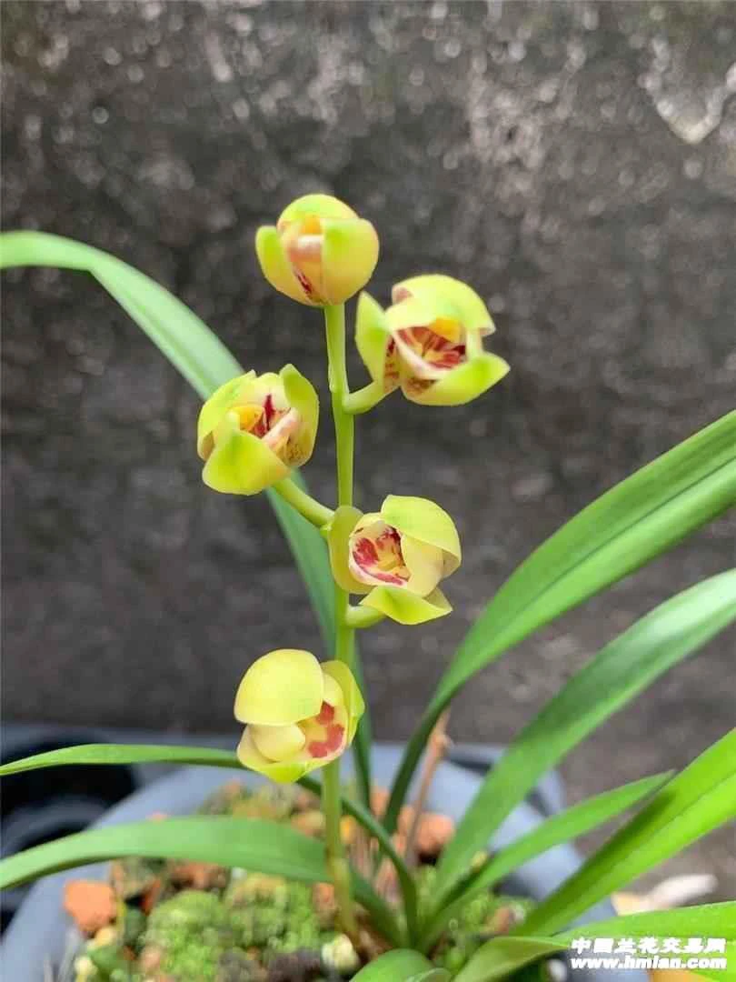 建兰浏阳荷荷瓣浓香