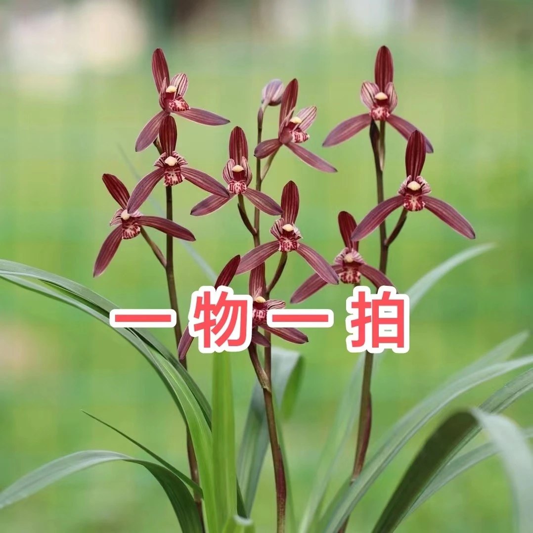 精品兰花一物一拍  裸根发货