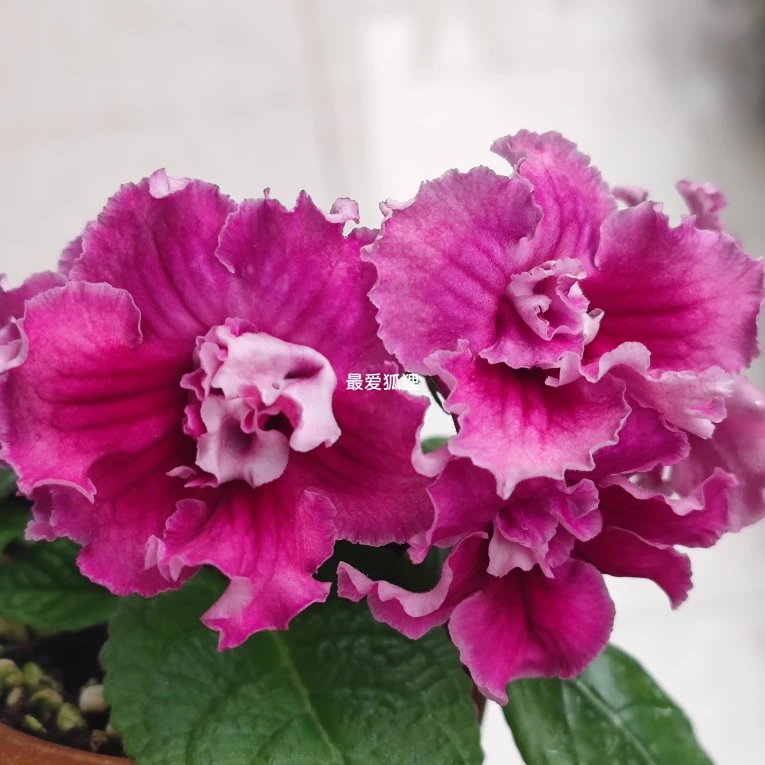 苦苣苔进口堇兰：变色彩虹，一款会变色的重瓣品种