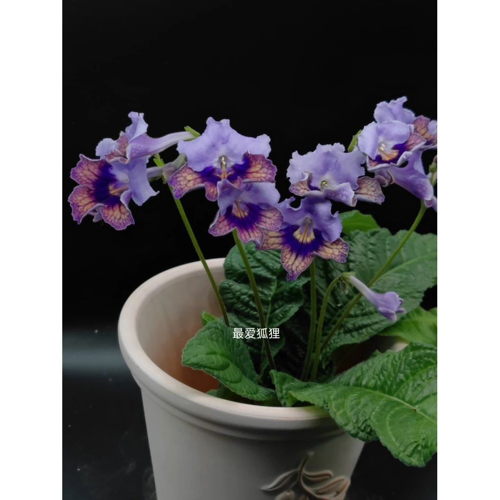 苦苣苔进口堇兰，苏格兰人小花丰花品种，耐阴，室内