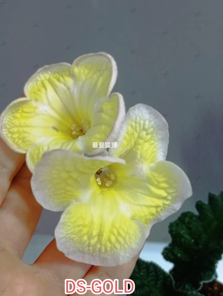 苦苣苔堇兰：DS 2439 黄金，室内耐阴四季开花