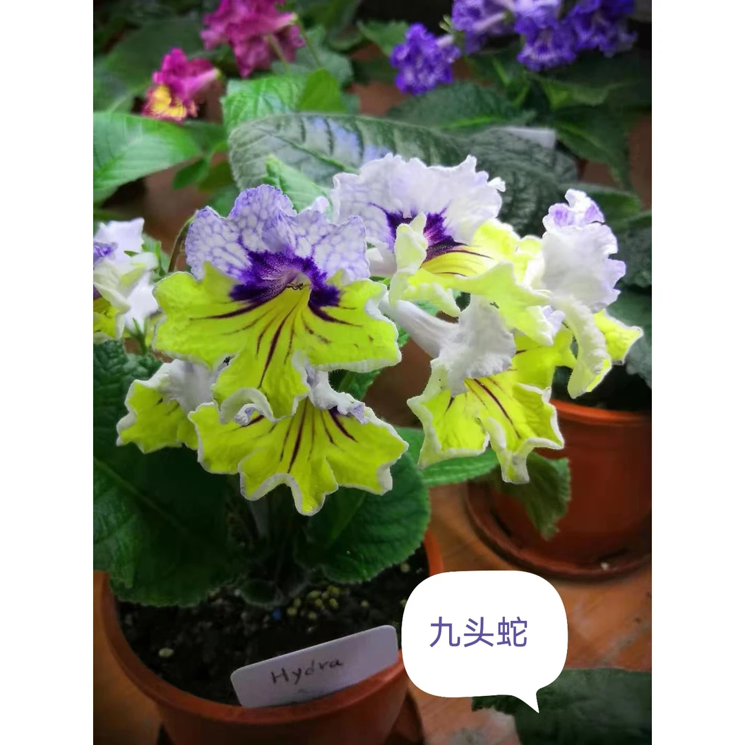 堇兰，苦苣苔科，进口堇兰，九头蛇，室内花卉，丰花爆花系列