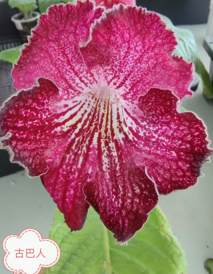 堇兰古巴人，苦苣苔科，进口堇兰，室内花卉，丰花爆花，大花系列