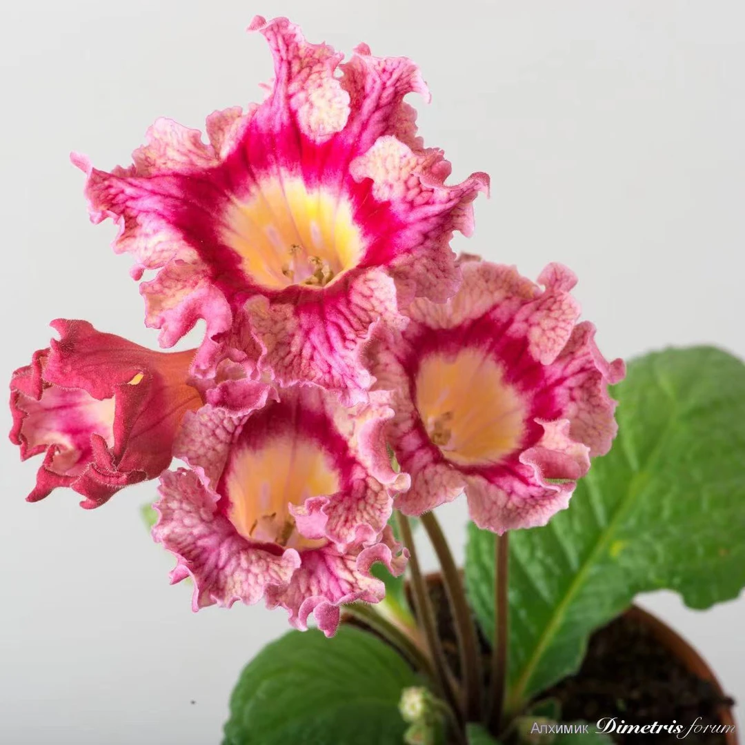 苦苣苔进口堇兰：DS-2238，室内耐阴，四季开花，多年生草本植物