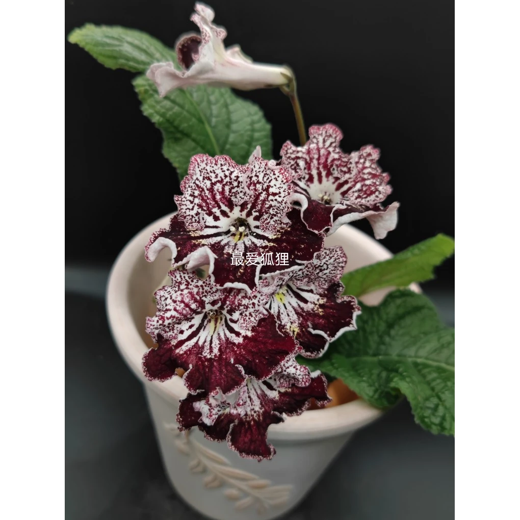 苦苣苔科，进口堇兰 ，复古，室内花卉，丰花系列，