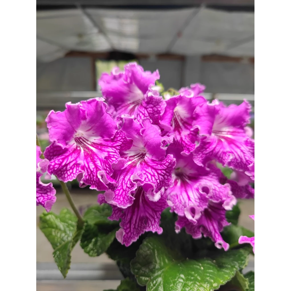 苦苣苔进口堇兰：安娜.苏，室内耐阴四季开花，多年生