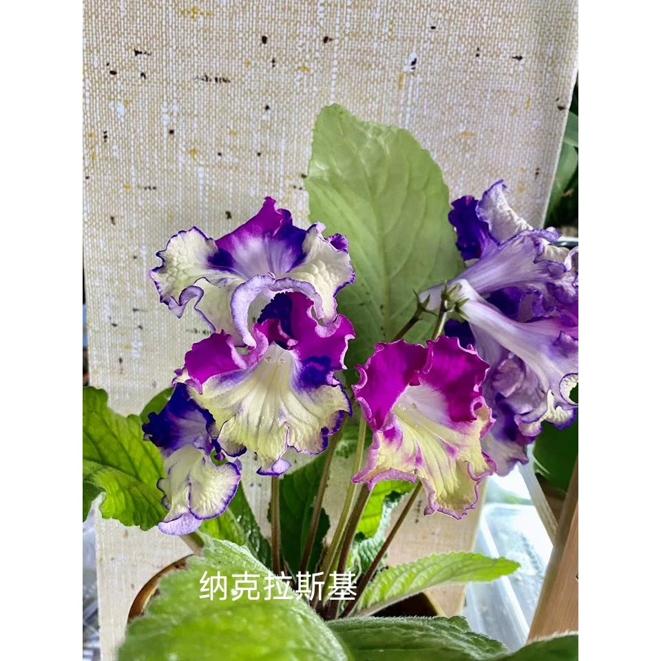 苦苣苔进口堇兰：ват-найкращий纳克拉斯基 丰花大花