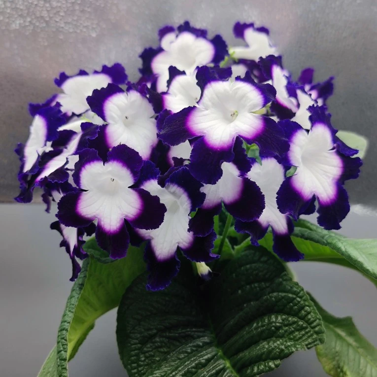 苦苣苔进口堇兰~苏菲轮盘，室内鲜花耐阴四季开花芙蓉花仿真花绿植