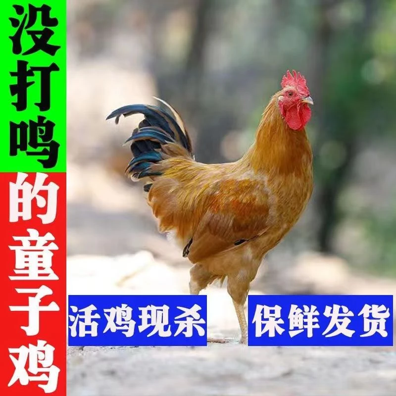 【兰姐专属】鲜嫩散养童子鸡700g*3只顺丰速冻包邮