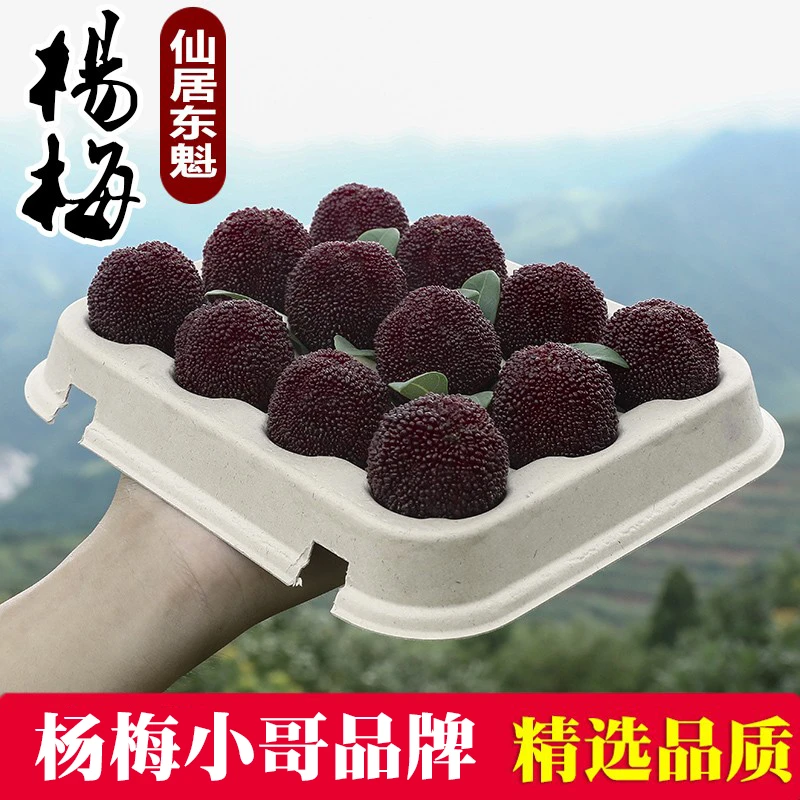 现货速发8A】正宗浙江仙居东魁特大杨梅水果60颗顺丰包邮现摘