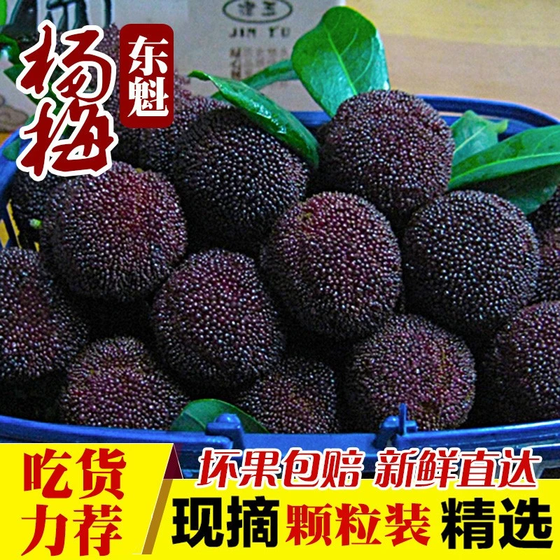 8A精选现货】正宗高山东魁大杨梅新鲜云南水果72颗空运顺丰包邮