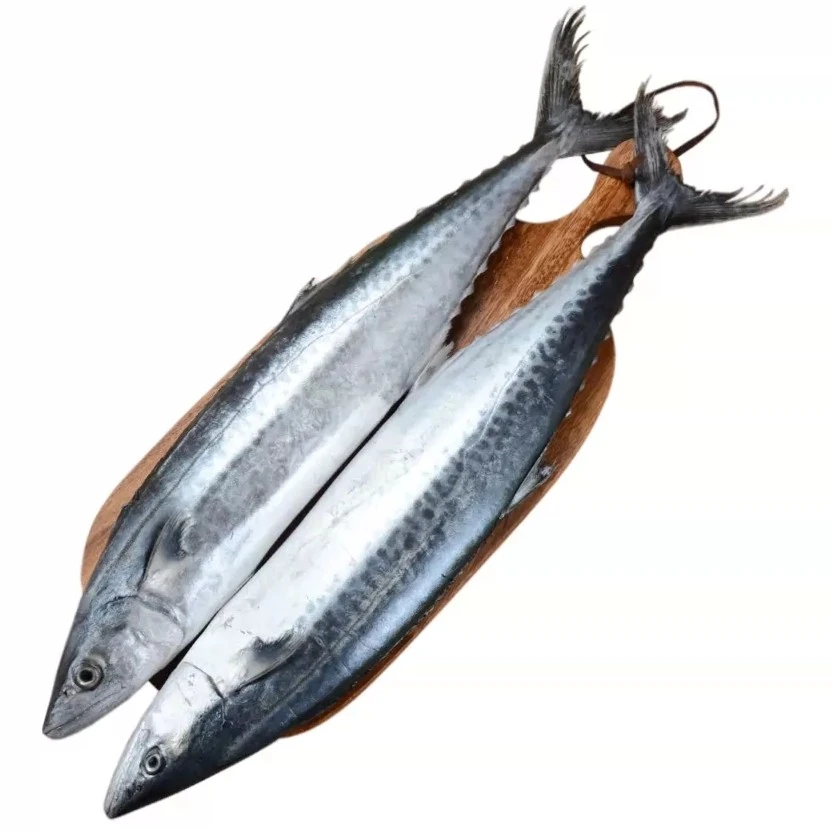 深海海捕马鲛鱼当日捕捞