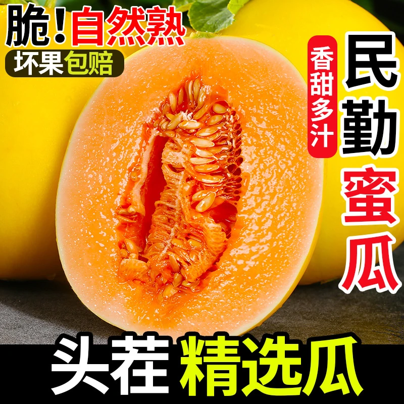 甘肃民勤蜜瓜新鲜香瓜甜瓜水果黄河蜜瓜沙漠黄金蜜脆甜金红宝头茬