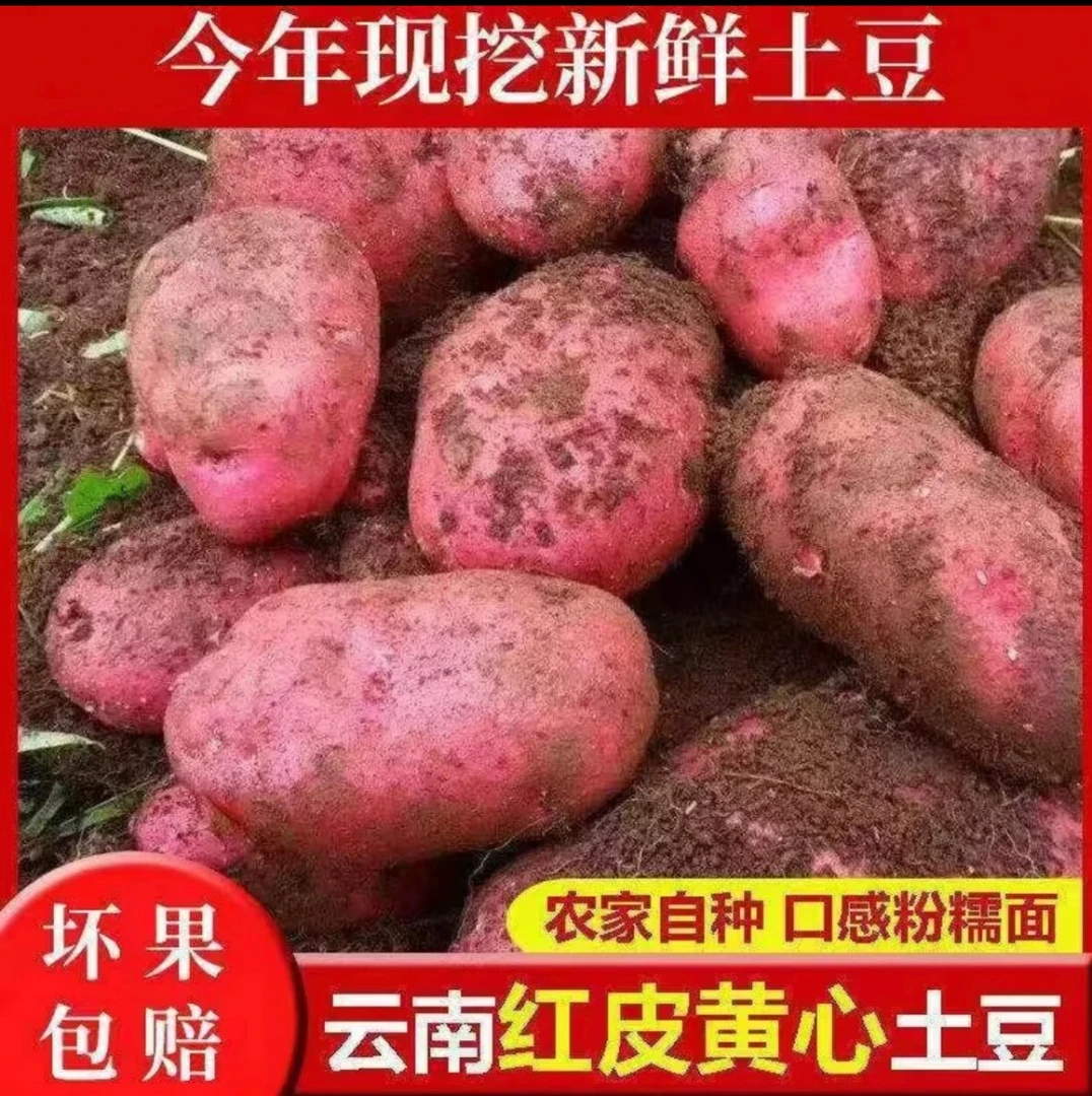【红皮土豆/助农产品】云南红皮黄心土豆新鲜现挖现发马铃薯9斤