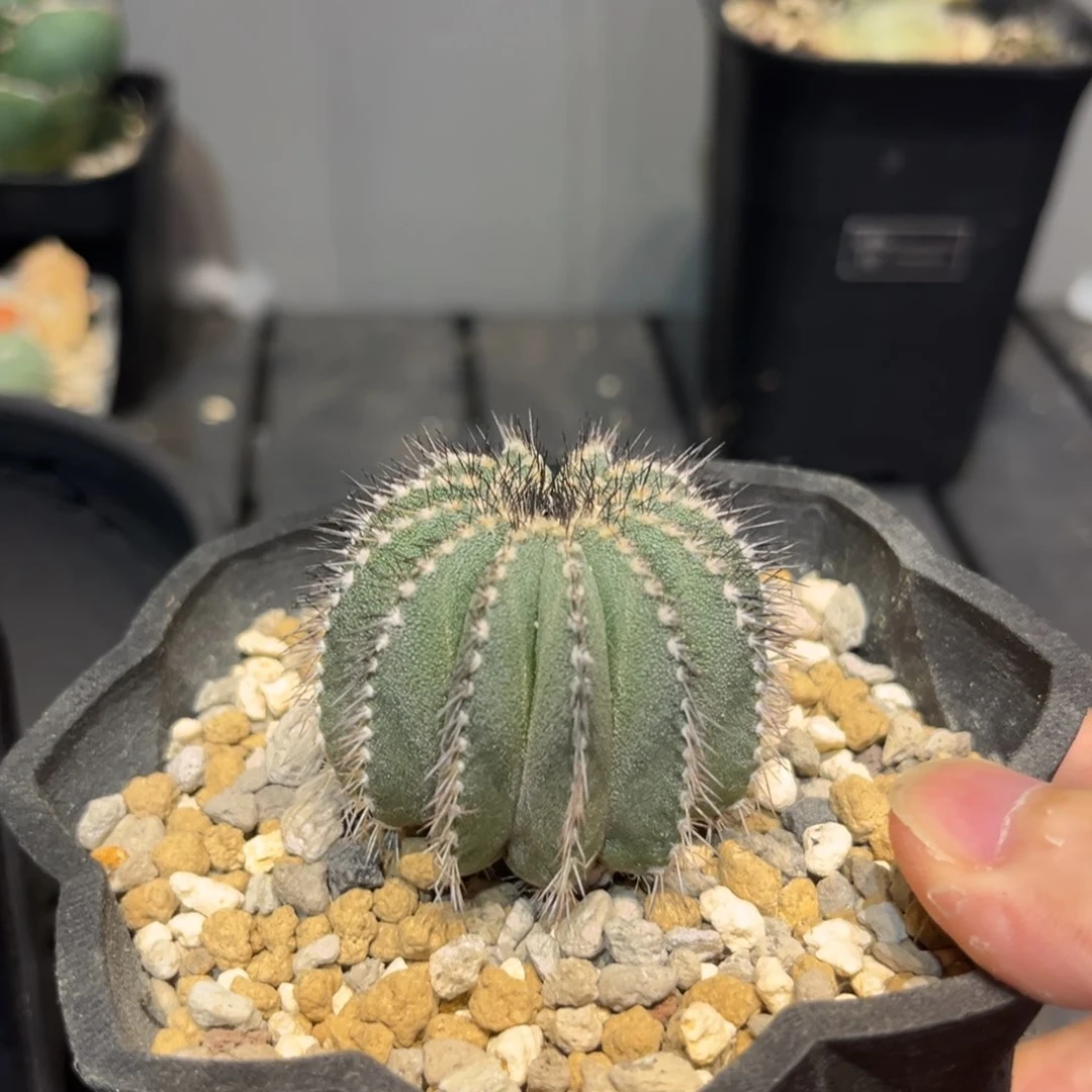 红陶20CM（含）-50CM（不含）z**h