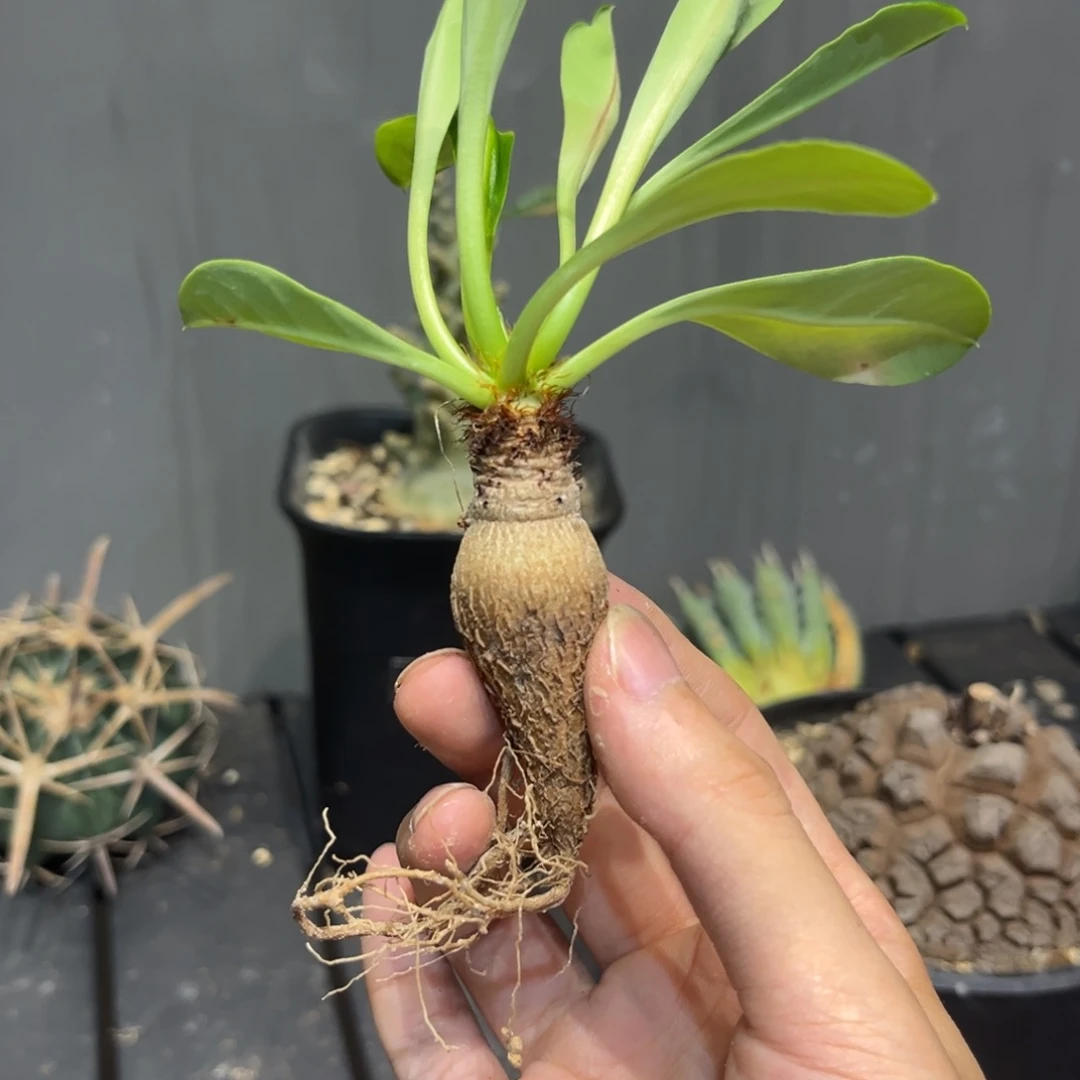 红陶20CM（含）-50CM（不含）小*
