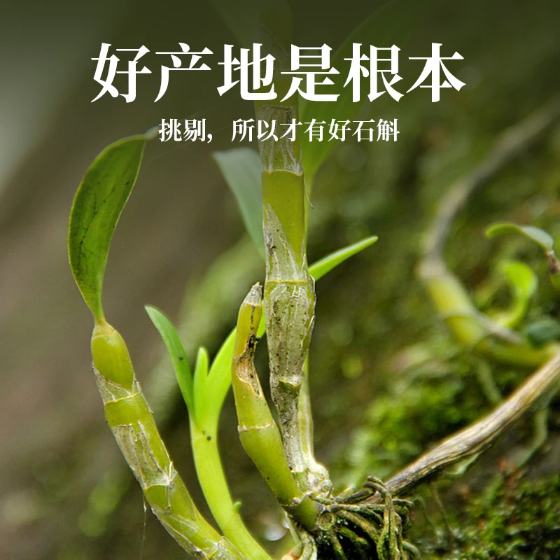 铁皮石斛胶质满满泡茶煲汤泡茶单配枸杞西洋参滋补养生