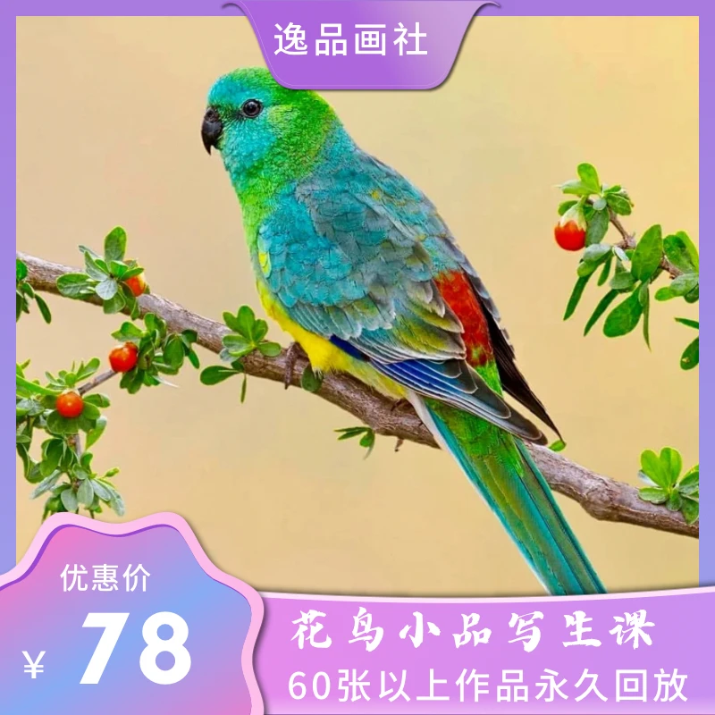 国画花鸟写生创作课（独立课包）